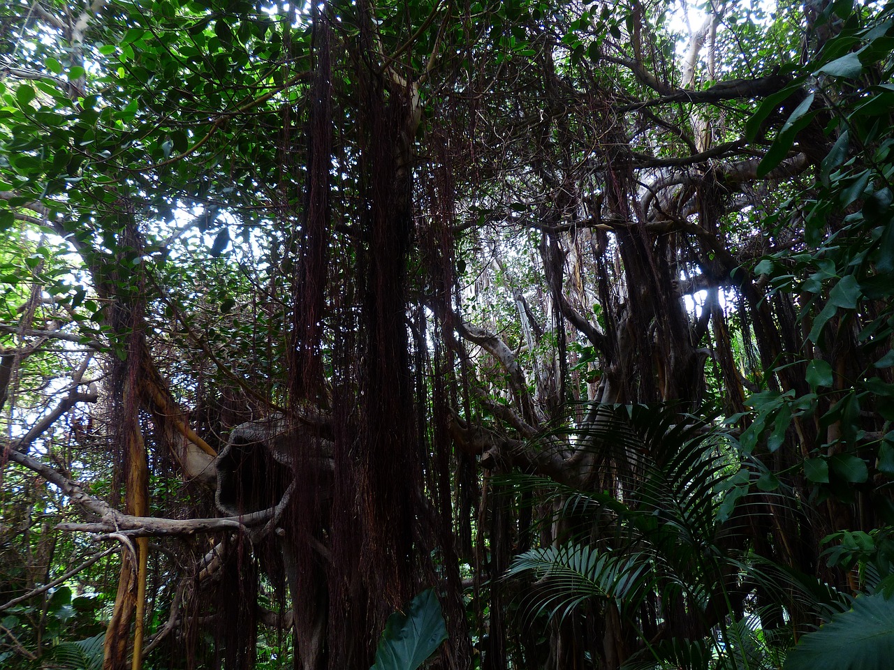 Best Plants for a Tropical Backyard Retreat